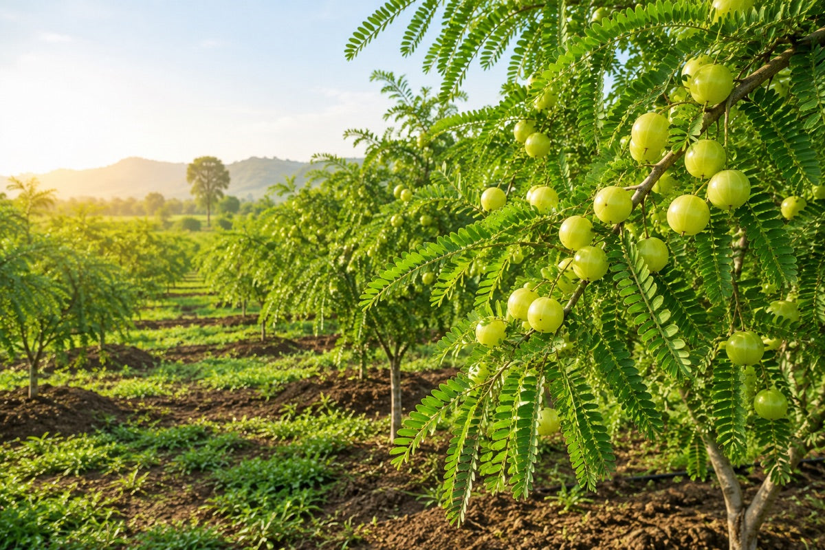Did You Know? We Grow It.