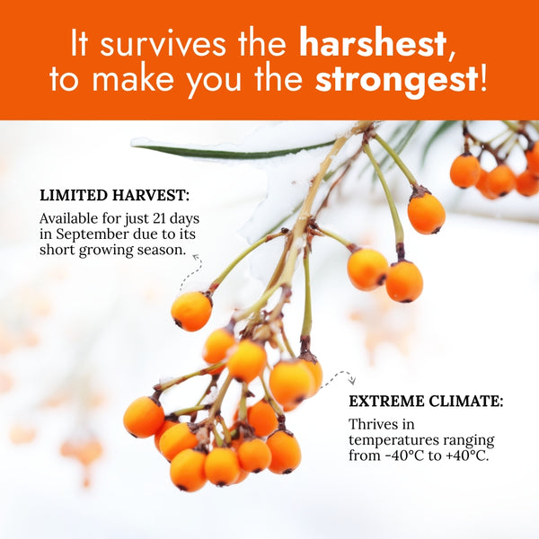 Sea Buckthorn Juice