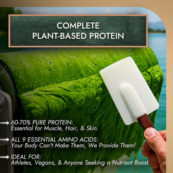 Spirulina Powder